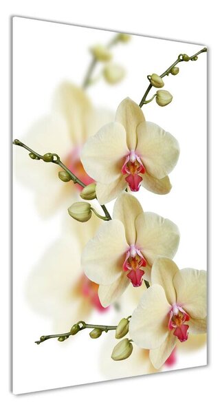 Tablou din Sticlă Orhidee