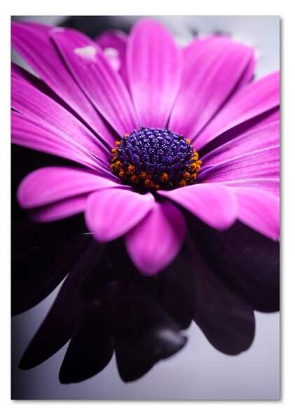 Fotografie imprimată pe sticlă gerbera roz