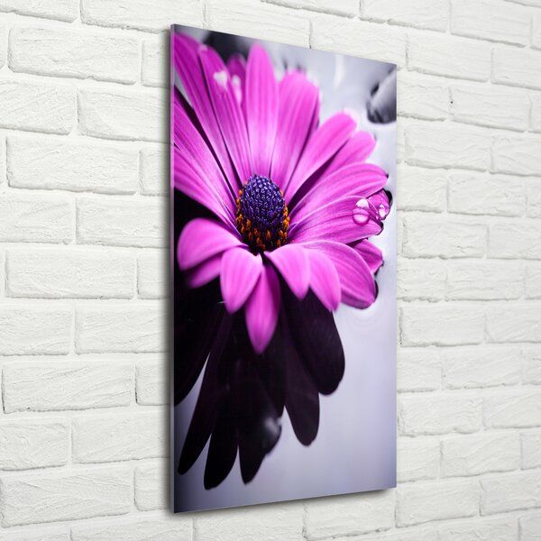 Fotografie imprimată pe sticlă gerbera roz