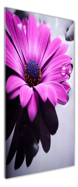 Fotografie imprimată pe sticlă gerbera roz