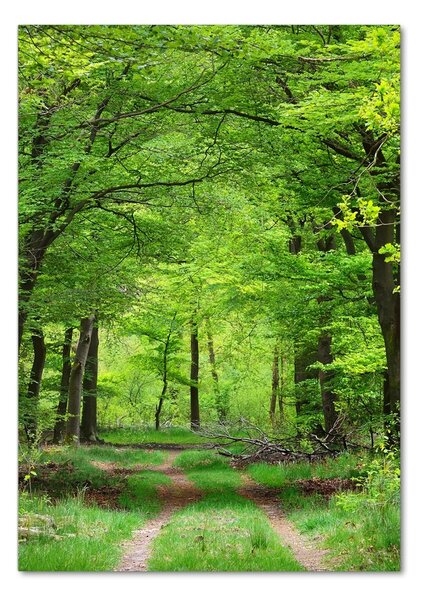 Tablou Printat Pe Sticlă Pădure verde