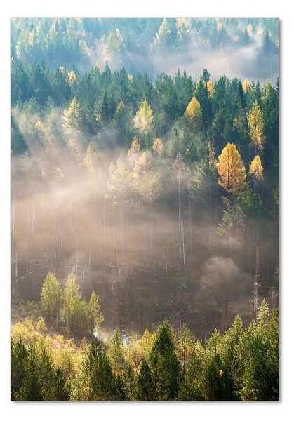 Tablou pe pe sticlă Ceață peste pădure