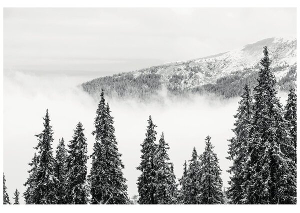 Fototapet pini înzăpeziți în alb-negru