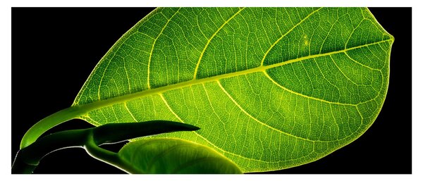 Tablou - frunză verde (120x50 cm)