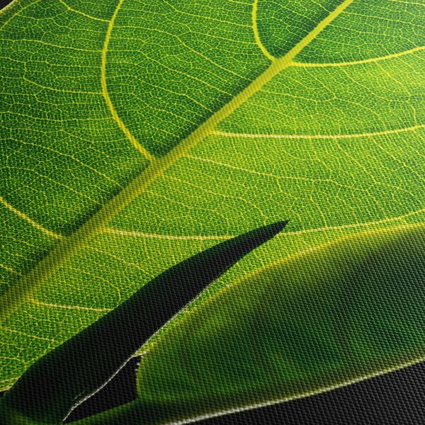 Tablou - frunză verde (70x50 cm)