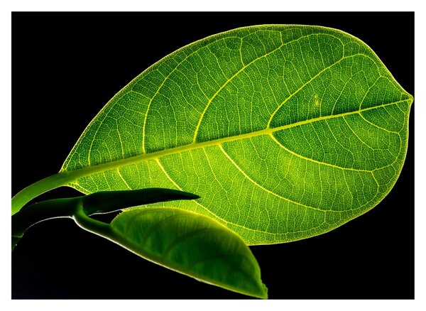 Tablou - frunză verde (70x50 cm)