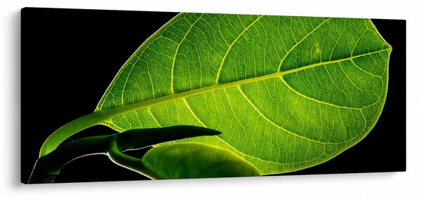 Tablou - frunză verde (120x50 cm)