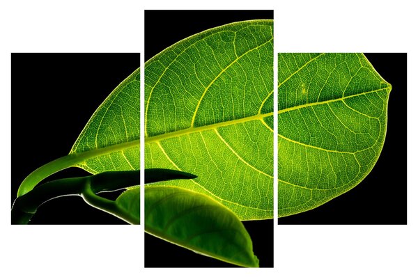 Tablou - frunză verde (90x60 cm)