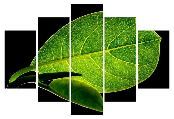 Tablou - frunză verde (150x105 cm)