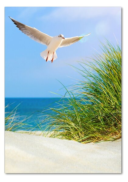 Tablou pe pe sticlă Seagull peste dune