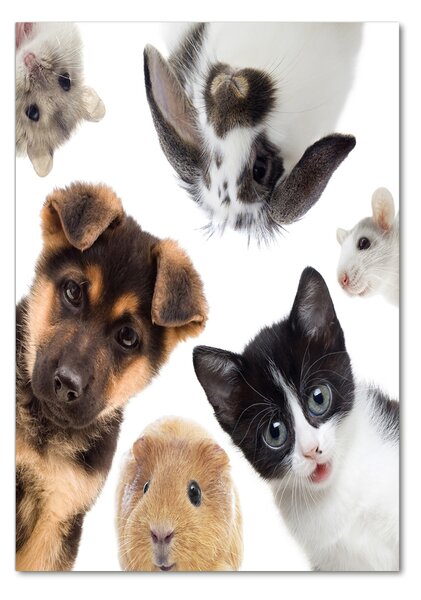 Fotografie imprimată pe sticlă Animale de companie