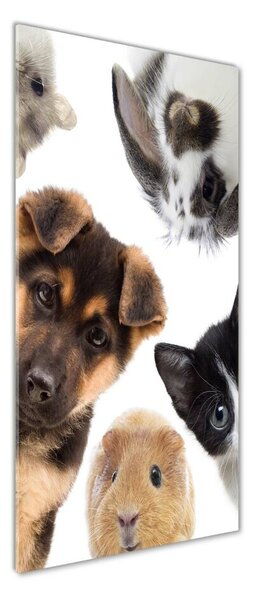 Fotografie imprimată pe sticlă Animale de companie