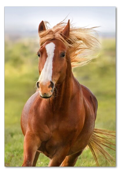 Imagine de sticlă Un cal în galop