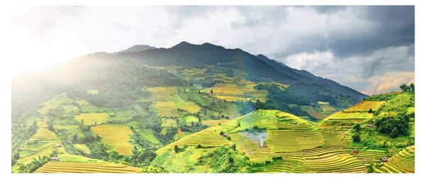 Tablou plantație (120x50 cm)
