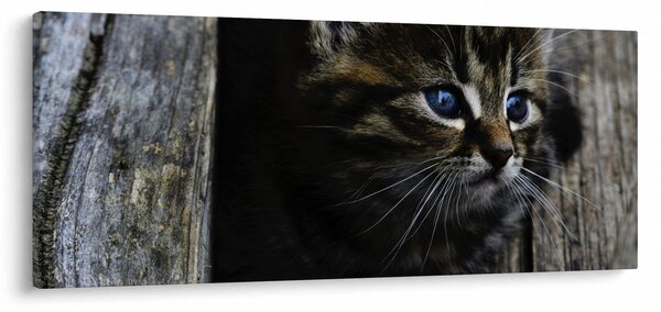Tablou cu pisicuța (120x50 cm)