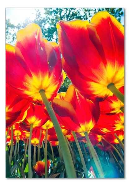 Fotografie imprimată pe sticlă lalele rosii