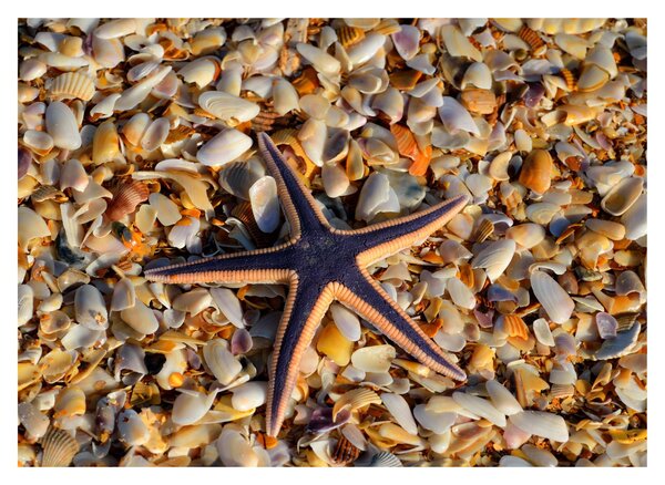 Tablou cu stea de mare (70x50 cm)