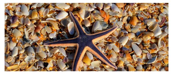 Tablou cu stea de mare (120x50 cm)