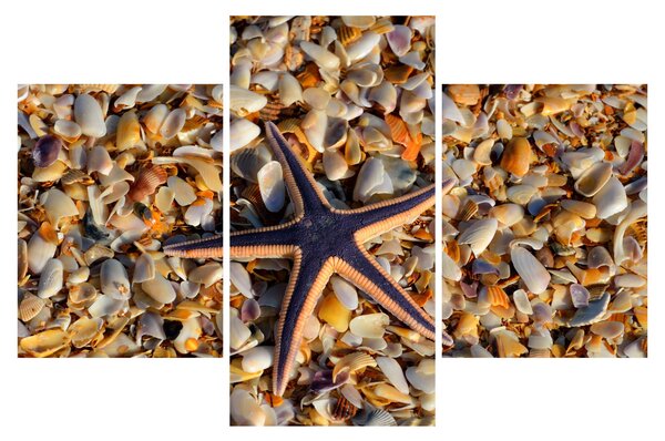 Tablou cu stea de mare (90x60 cm)