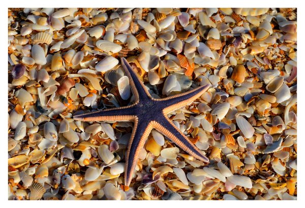 Tablou cu stea de mare (90x60 cm)