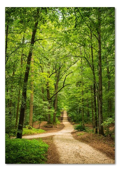 Fotografie imprimată pe sticlă Calea în pădure
