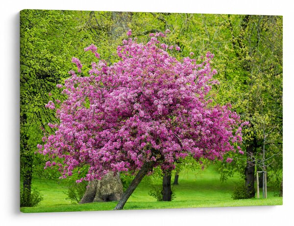 Tablou cu pom înflorit pe luncă (70x50 cm)