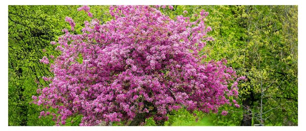 Tablou cu pom înflorit pe luncă (120x50 cm)