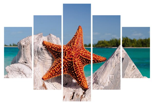 Tablou cu stea de mare (150x105 cm)