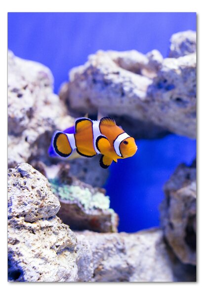Tablou din Sticlă Nemo pește