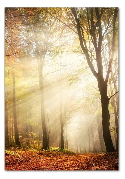 Fotografie imprimată pe sticlă pădure în toamna
