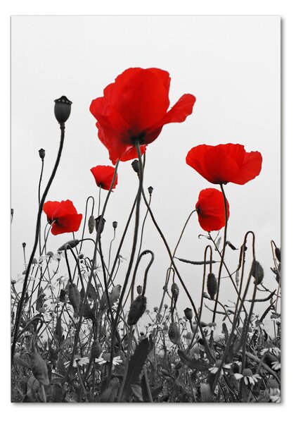 Tablou din Sticlă wildflowers maci