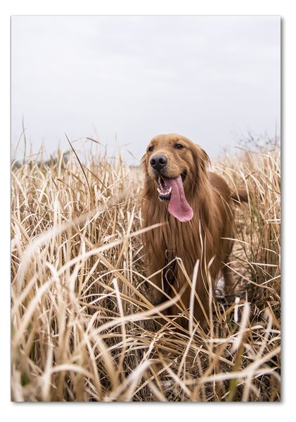 Tablou sticlă Labrador