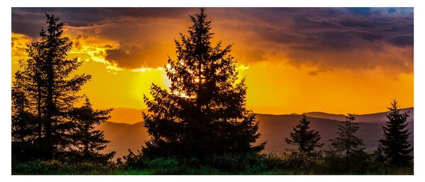 Tablou - coniferi (120x50 cm)