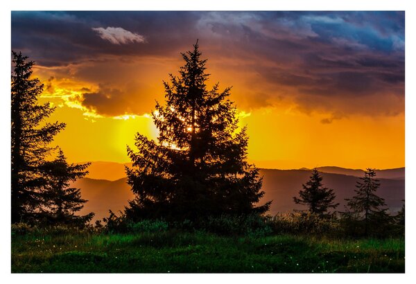 Tablou - coniferi (90x60 cm)