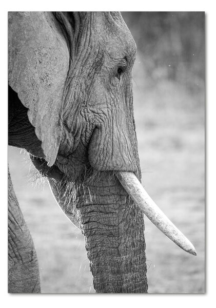 Tablou pe pe sticlă elefant