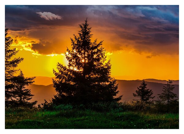Tablou - coniferi (70x50 cm)