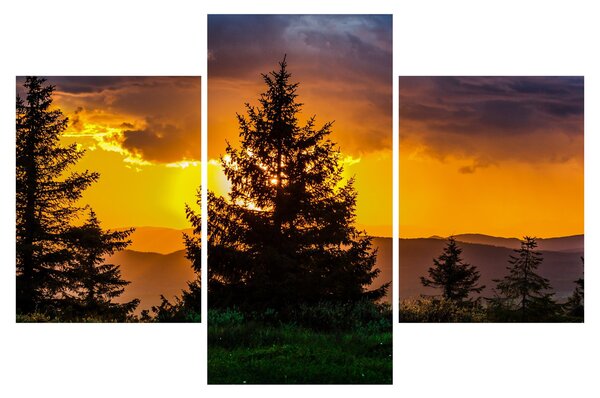Tablou - coniferi (90x60 cm)