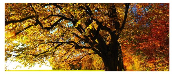 Tablou cu copac toamna (120x50 cm)