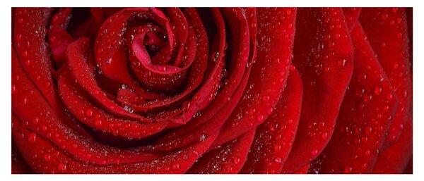 Tablou - detaliu de trandafir (120x50 cm)