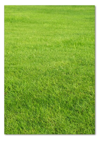 Tablou pe pe sticlă iarbă verde