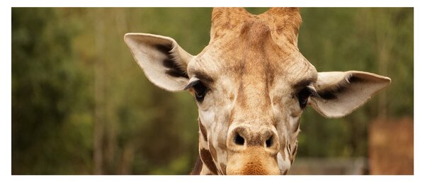 Tablou girafe (120x50 cm)