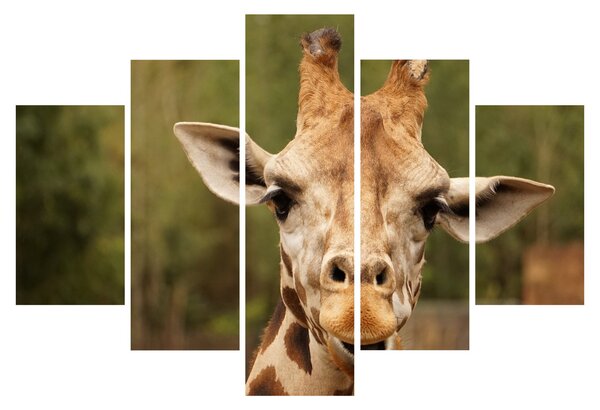 Tablou girafe (150x105 cm)