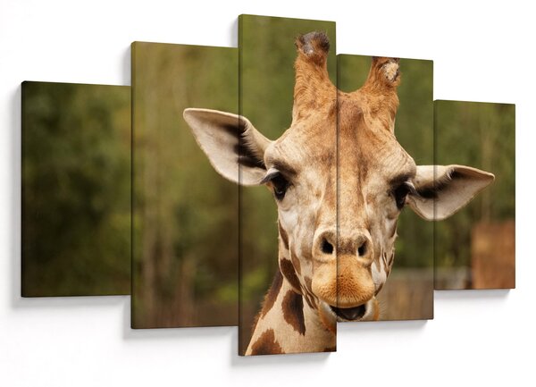 Tablou girafe (150x105 cm)