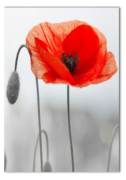 Fotografie imprimată pe sticlă wildflowers maci