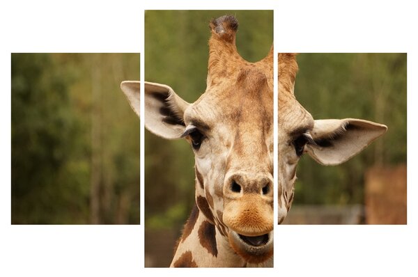 Tablou girafe (90x60 cm)
