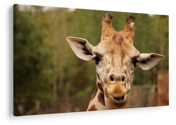 Tablou girafe (90x60 cm)