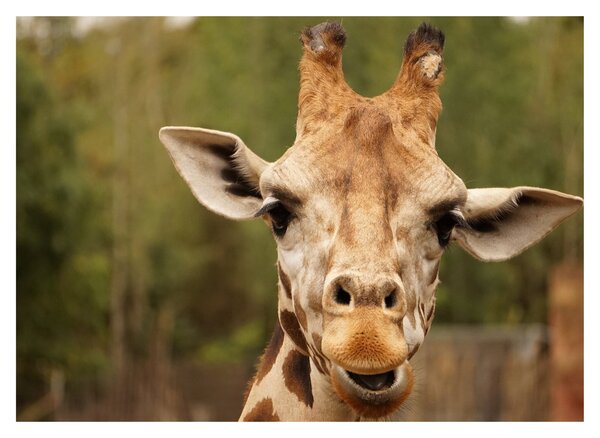 Tablou girafe (70x50 cm)