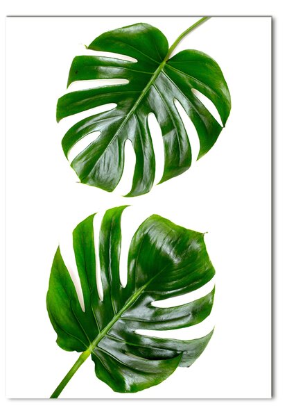 Fotografie imprimată pe sticlă Monstera