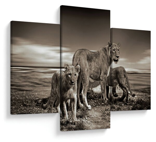 Tablou cu leii alb negri (90x60 cm)