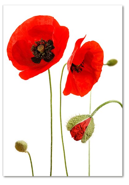 Fotografie imprimată pe sticlă wildflowers maci